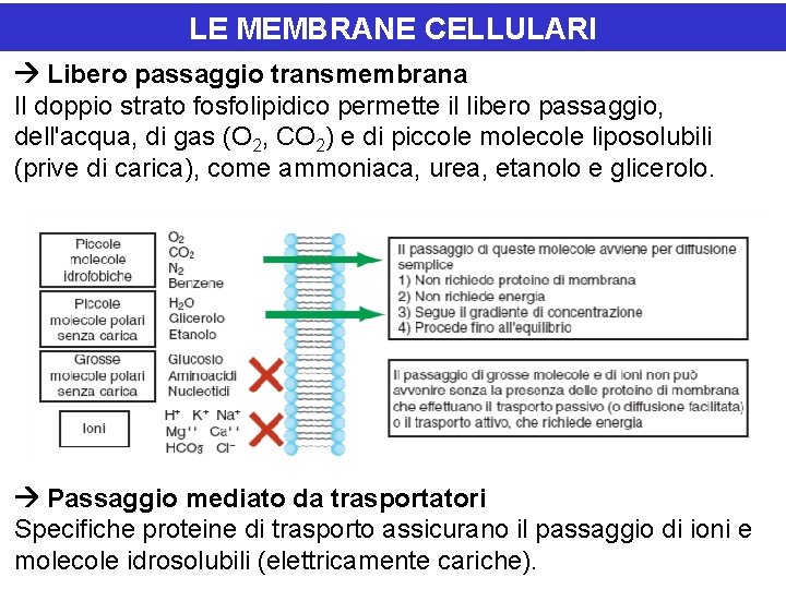 LE MEMBRANE CELLULARI Libero passaggio transmembrana Il doppio strato fosfolipidico permette il libero passaggio,