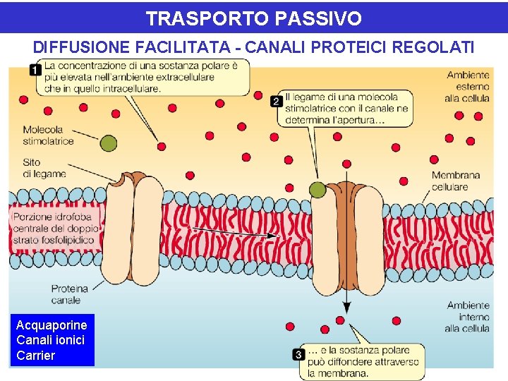 TRASPORTO PASSIVO DIFFUSIONE FACILITATA - CANALI PROTEICI REGOLATI Acquaporine Canali ionici Carrier 