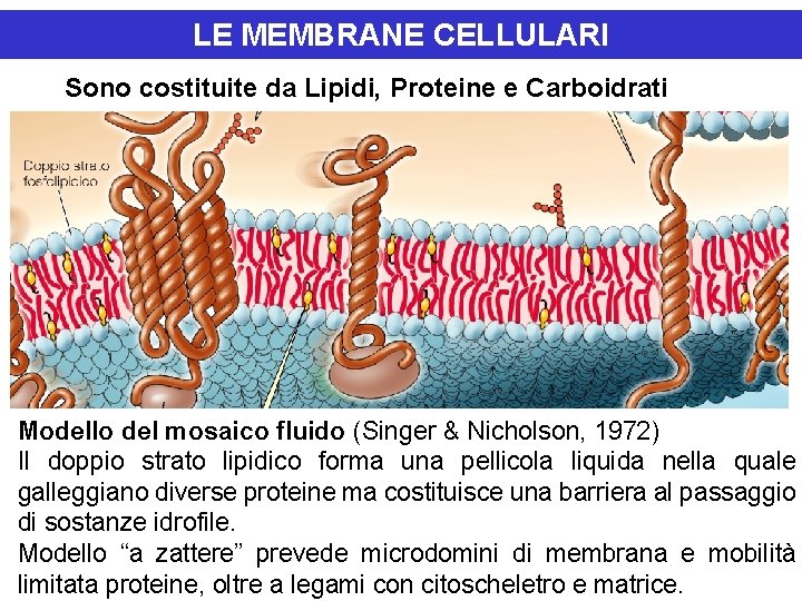 LE MEMBRANE CELLULARI Sono costituite da Lipidi, Proteine e Carboidrati Modello del mosaico fluido