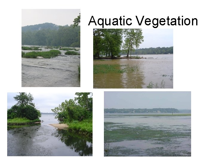 Aquatic Vegetation 