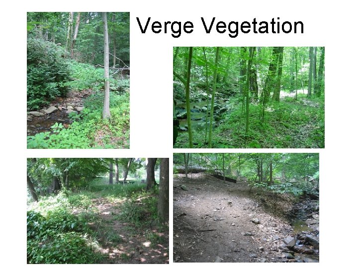 Verge Vegetation 