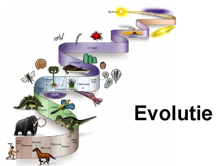 Evolutie 