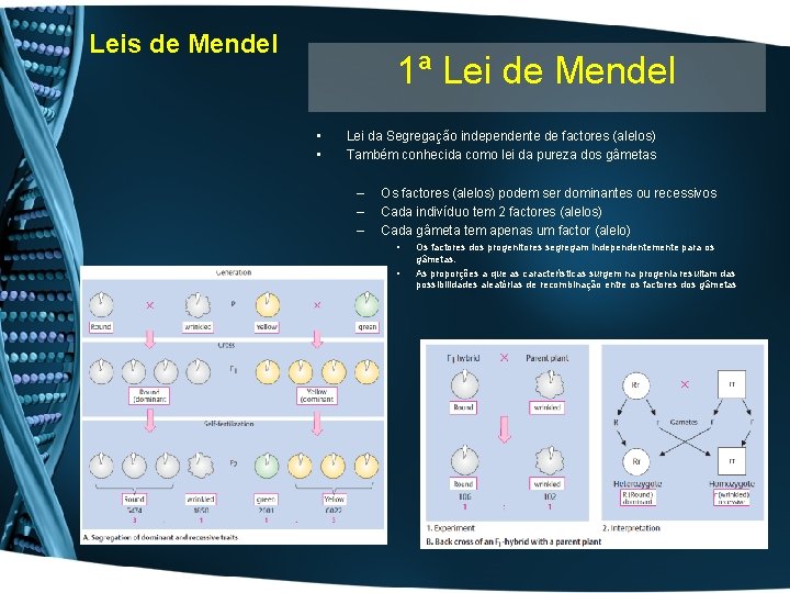 Leis de Mendel 1ª Lei de Mendel • • Lei da Segregação independente de