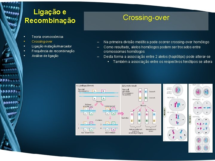 Ligação e Recombinação • • • Teoria cromossómica Crossing-over Ligação mutação/marcador Frequência de recombinação