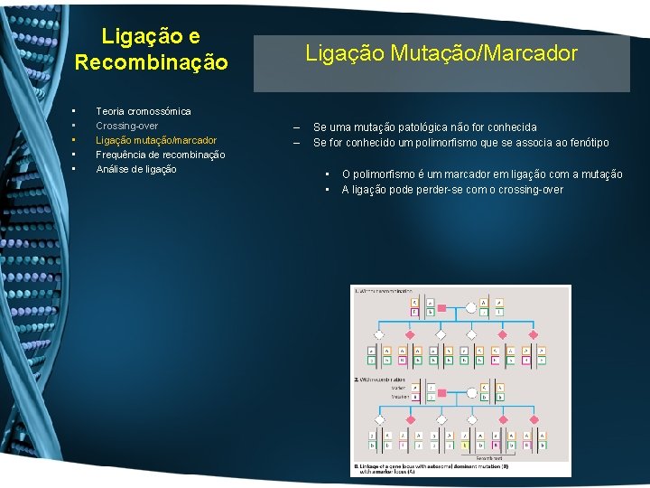 Ligação e Recombinação • • • Teoria cromossómica Crossing-over Ligação mutação/marcador Frequência de recombinação