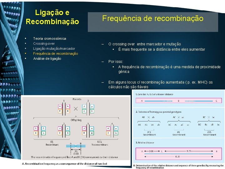 Ligação e Recombinação • • • Teoria cromossómica Crossing-over Ligação mutação/marcador Frequência de recombinação