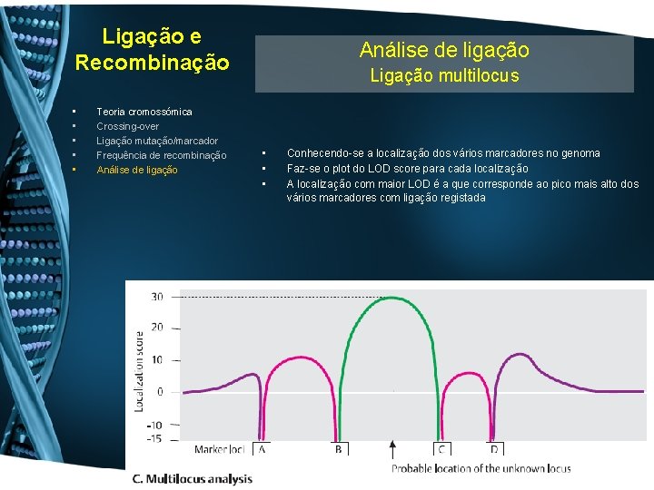 Ligação e Recombinação • • • Teoria cromossómica Crossing-over Ligação mutação/marcador Frequência de recombinação