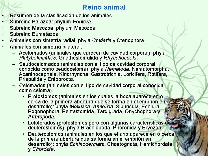 Reino animal • • • Resumen de la clasificación de los animales Subreino Parazoa: