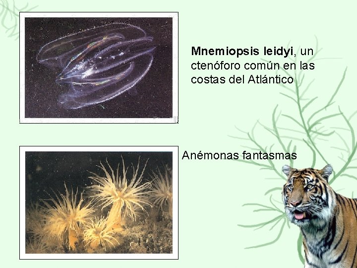 Mnemiopsis leidyi, un ctenóforo común en las costas del Atlántico Anémonas fantasmas 