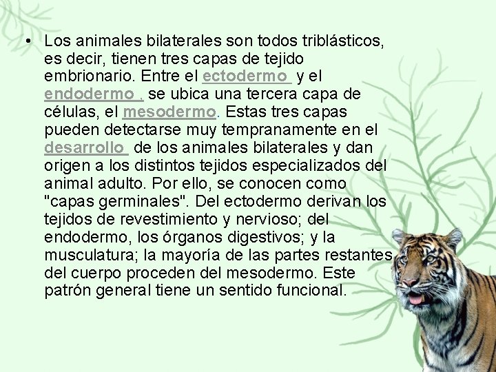  • Los animales bilaterales son todos triblásticos, es decir, tienen tres capas de