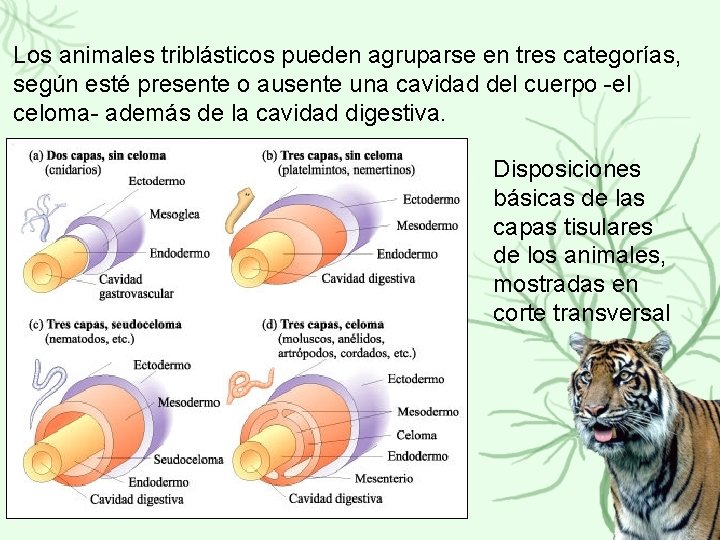 Los animales triblásticos pueden agruparse en tres categorías, según esté presente o ausente una