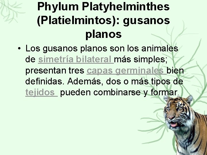 Phylum Platyhelminthes (Platielmintos): gusanos planos • Los gusanos planos son los animales de simetría