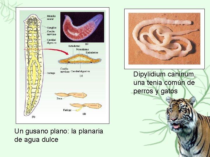 Dipylidium caninum, una tenia común de perros y gatos Un gusano plano: la planaria