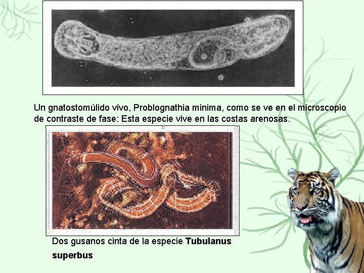 Un gnatostomúlido vivo, Problognathia minima, como se ve en el microscopio de contraste de