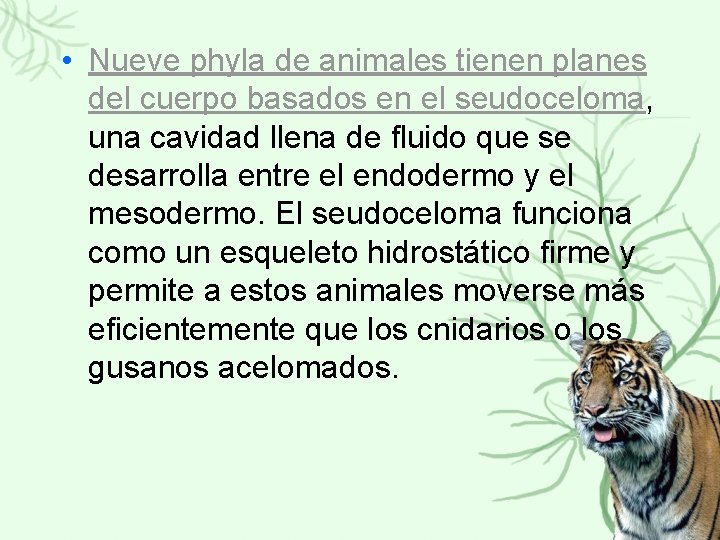  • Nueve phyla de animales tienen planes del cuerpo basados en el seudoceloma,