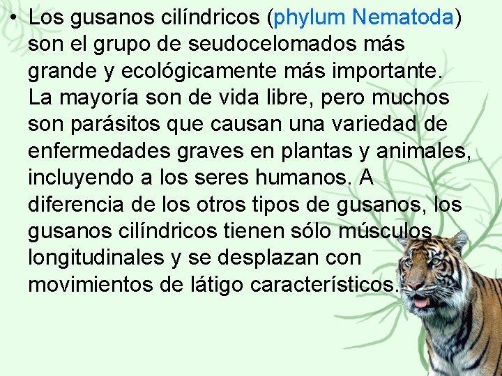  • Los gusanos cilíndricos (phylum Nematoda) son el grupo de seudocelomados más grande