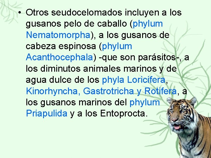  • Otros seudocelomados incluyen a los gusanos pelo de caballo (phylum Nematomorpha), a