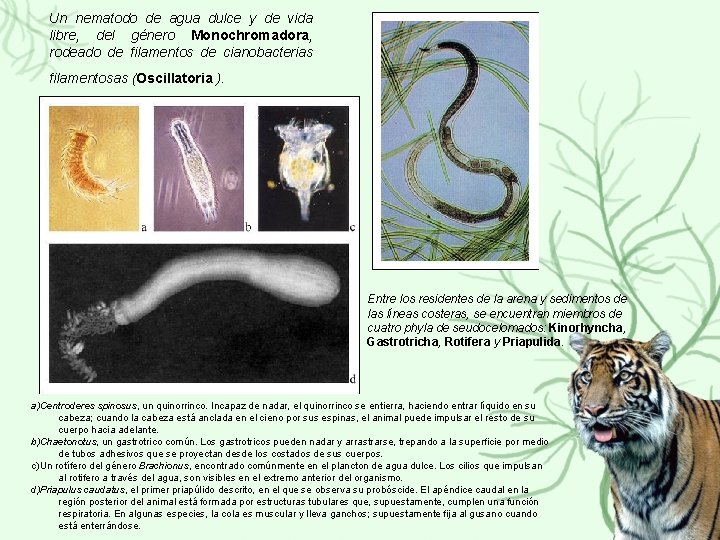 Un nematodo de agua dulce y de vida libre, del género Monochromadora, rodeado de