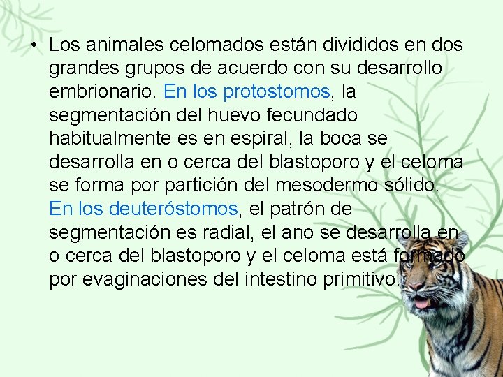  • Los animales celomados están divididos en dos grandes grupos de acuerdo con