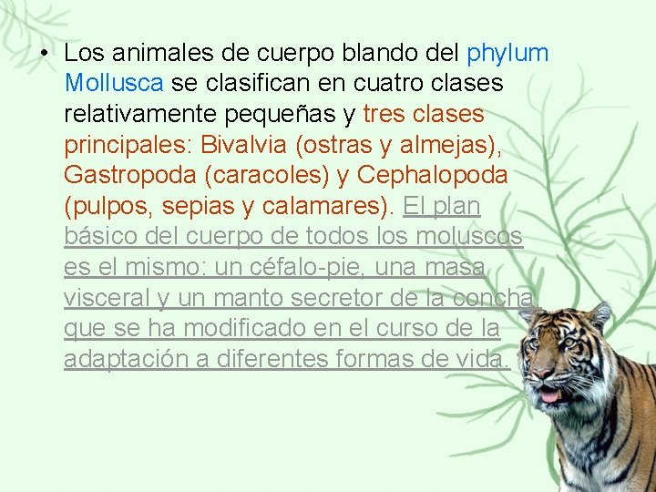  • Los animales de cuerpo blando del phylum Mollusca se clasifican en cuatro