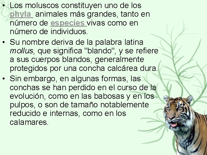  • Los moluscos constituyen uno de los phyla animales más grandes, tanto en