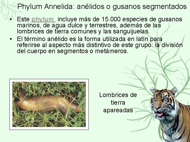 Phylum Annelida: anélidos o gusanos segmentados • Este phylum incluye más de 15. 000