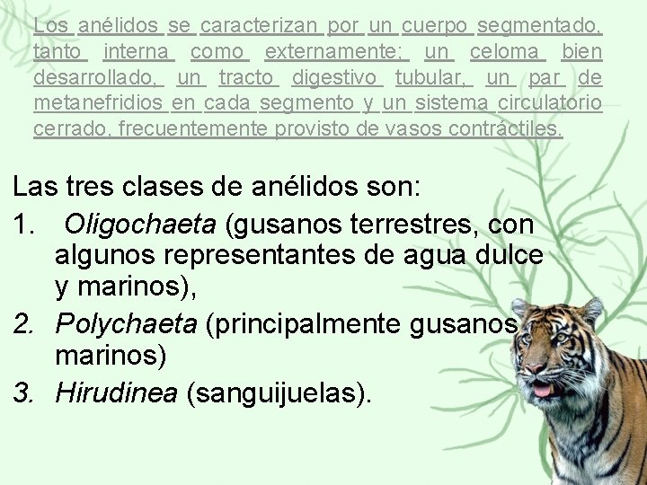 Los anélidos se caracterizan por un cuerpo segmentado, tanto interna como externamente; un celoma