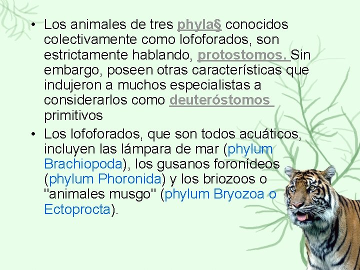  • Los animales de tres phyla§ conocidos colectivamente como lofoforados, son estrictamente hablando,
