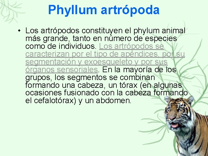 Phyllum artrópoda • Los artrópodos constituyen el phylum animal más grande, tanto en número