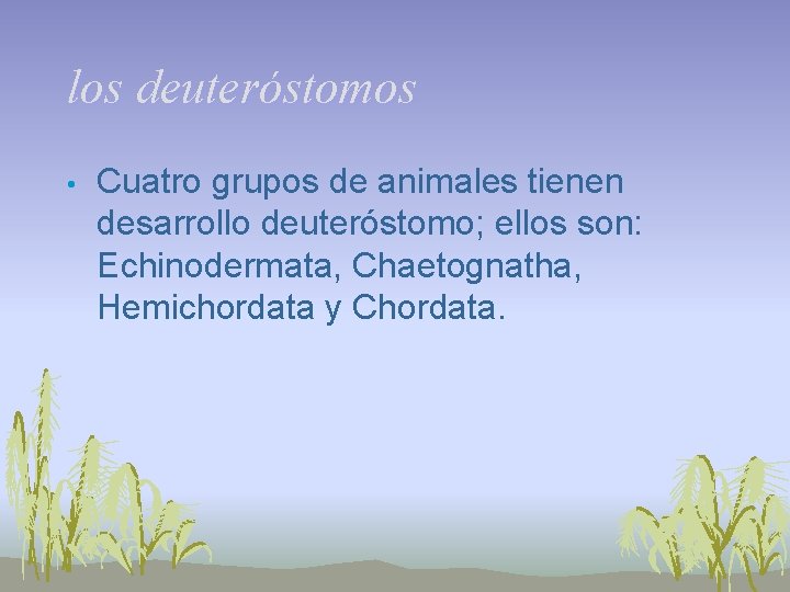 los deuteróstomos • Cuatro grupos de animales tienen desarrollo deuteróstomo; ellos son: Echinodermata, Chaetognatha,