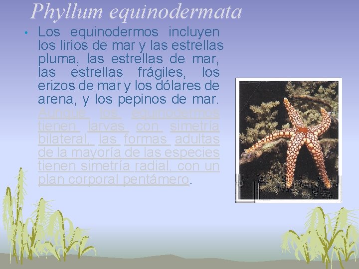 Phyllum equinodermata • Los equinodermos incluyen los lirios de mar y las estrellas pluma,
