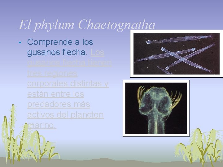 El phylum Chaetognatha • Comprende a los gusanos flecha. Los gusanos flecha tienen tres