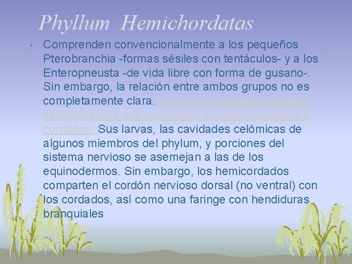 Phyllum Hemichordatas • Comprenden convencionalmente a los pequeños Pterobranchia -formas sésiles con tentáculos- y