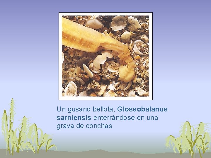 Un gusano bellota, Glossobalanus sarniensis enterrándose en una grava de conchas 