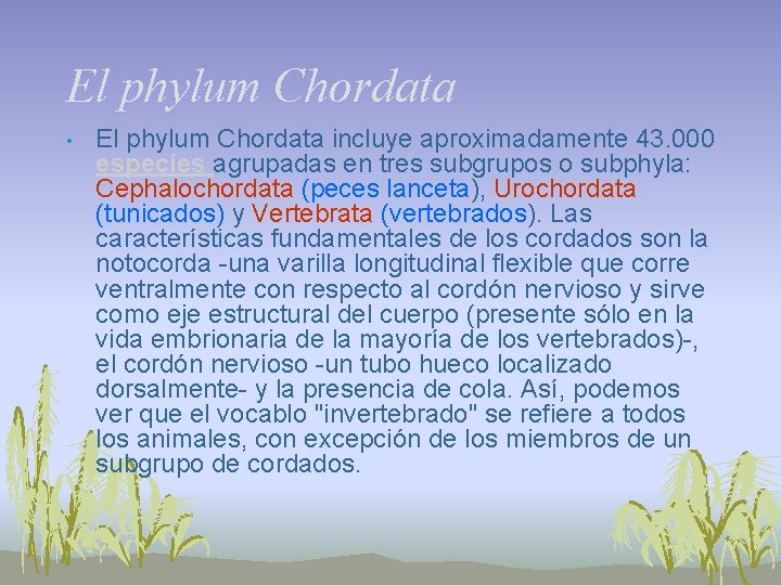 El phylum Chordata • El phylum Chordata incluye aproximadamente 43. 000 especies agrupadas en