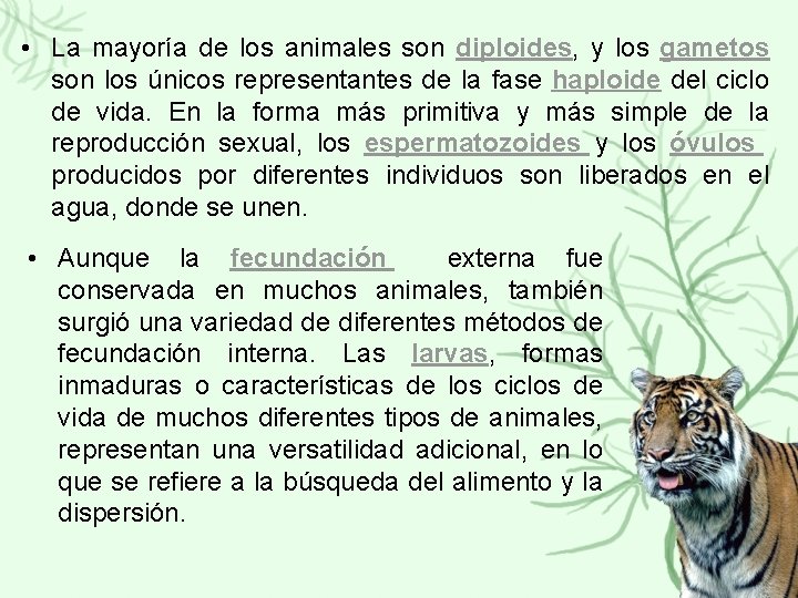  • La mayoría de los animales son diploides, y los gametos son los