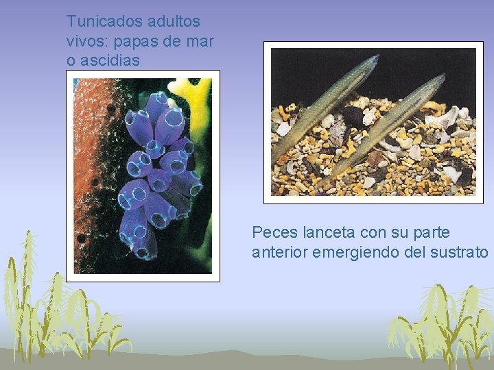 Tunicados adultos vivos: papas de mar o ascidias Peces lanceta con su parte anterior