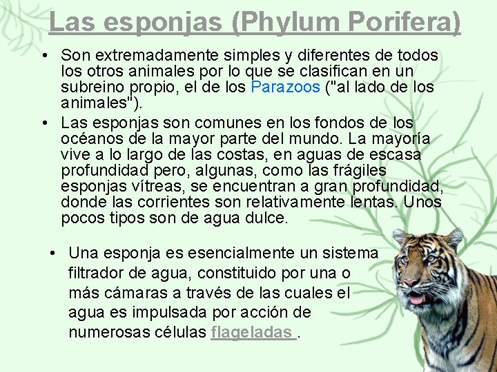 Las esponjas (Phylum Porifera) • Son extremadamente simples y diferentes de todos los otros