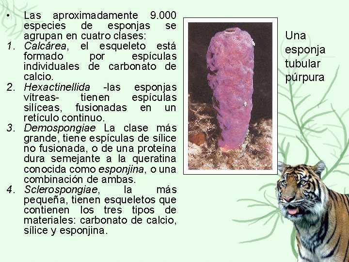  • 1. 2. 3. 4. Las aproximadamente 9. 000 especies de esponjas se