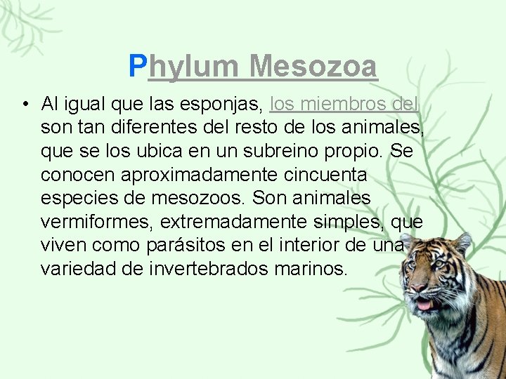 Phylum Mesozoa • Al igual que las esponjas, los miembros del son tan diferentes