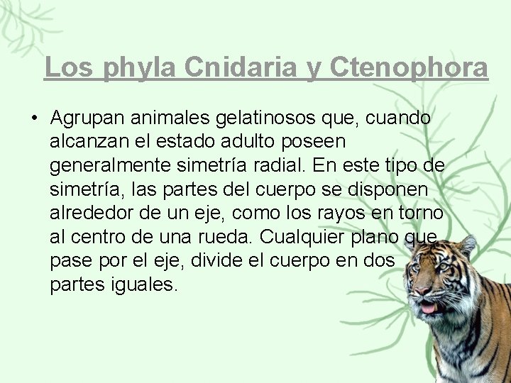 Los phyla Cnidaria y Ctenophora • Agrupan animales gelatinosos que, cuando alcanzan el estado