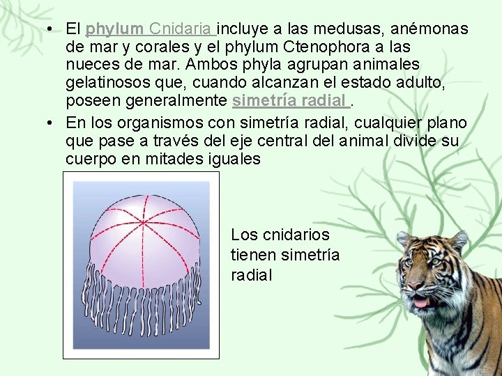  • El phylum Cnidaria incluye a las medusas, anémonas de mar y corales