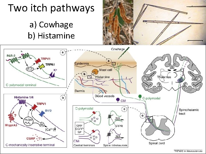 Two itch pathways a) Cowhage b) Histamine 