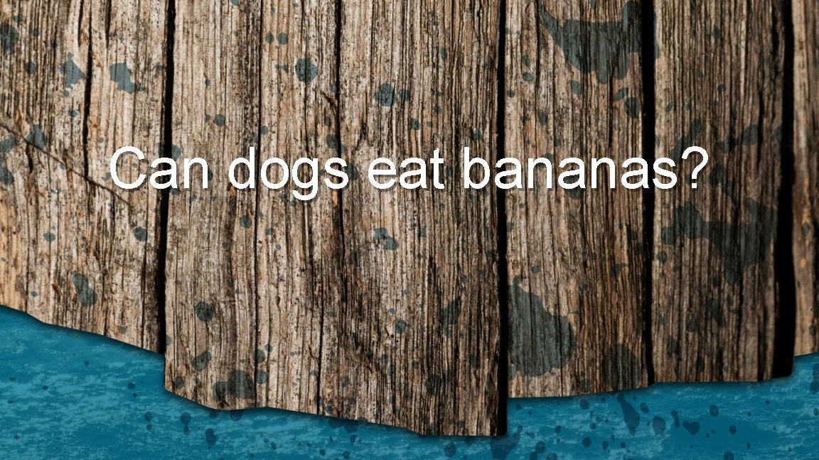 Can dogs eat bananas? 