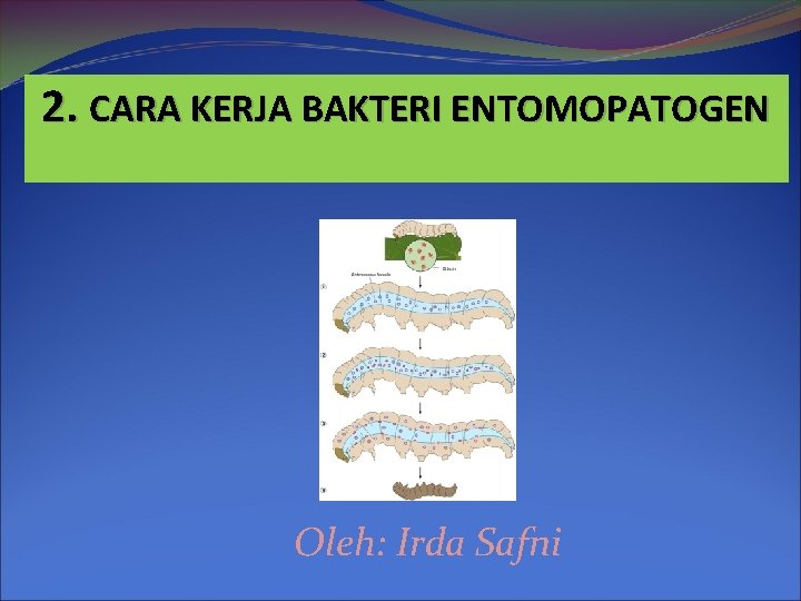 2. CARA KERJA BAKTERI ENTOMOPATOGEN Oleh: Irda Safni 