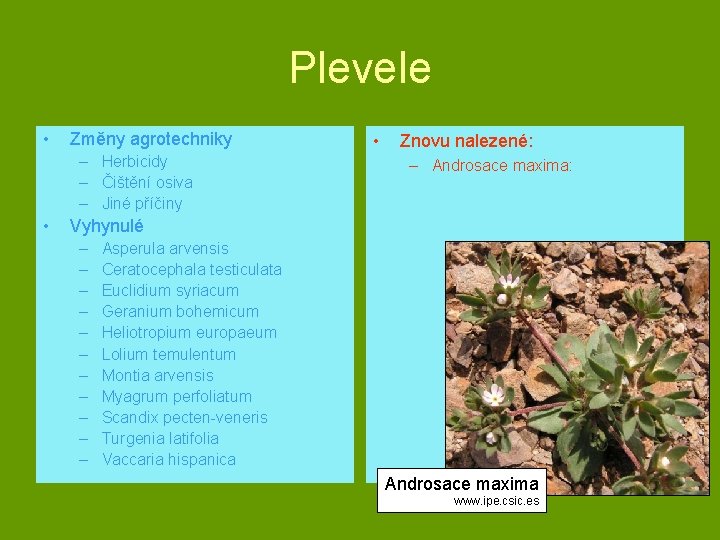 Plevele • Změny agrotechniky – Herbicidy – Čištění osiva – Jiné příčiny • •