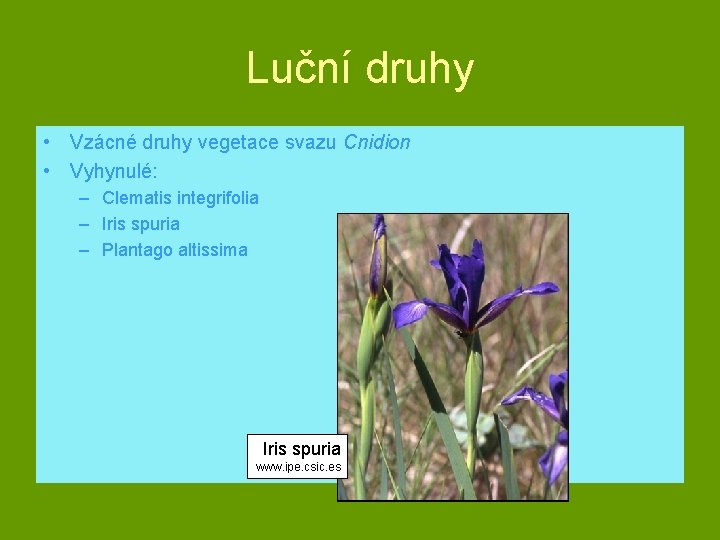 Luční druhy • Vzácné druhy vegetace svazu Cnidion • Vyhynulé: – Clematis integrifolia –