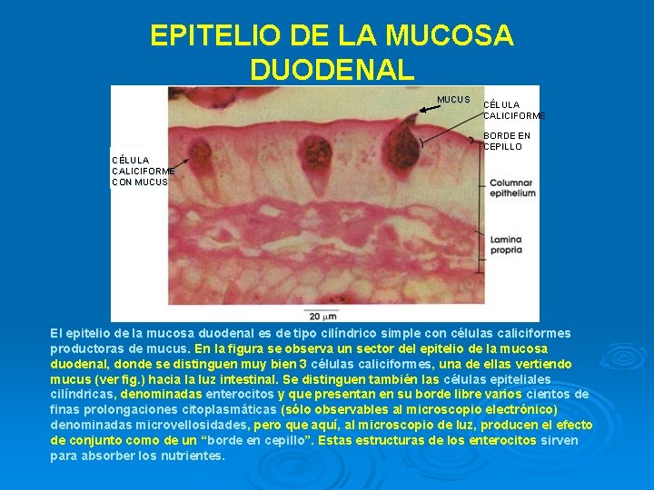 EPITELIO DE LA MUCOSA DUODENAL MUCUS CÉLULA CALICIFORME BORDE EN CEPILLO CÉLULA CALICIFORME CON