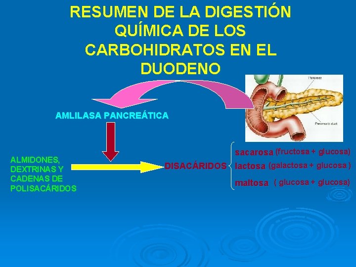 RESUMEN DE LA DIGESTIÓN QUÍMICA DE LOS CARBOHIDRATOS EN EL DUODENO AMLILASA PANCREÁTICA ALMIDONES,