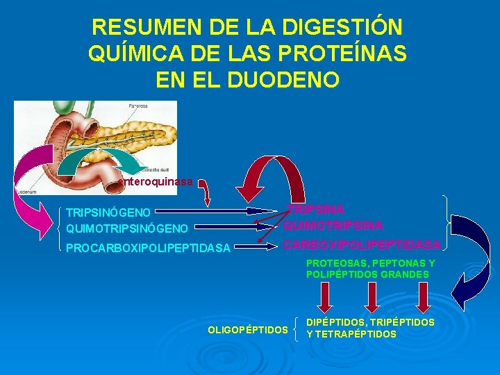 RESUMEN DE LA DIGESTIÓN QUÍMICA DE LAS PROTEÍNAS EN EL DUODENO enteroquinasa TRIPSINÓGENO QUIMOTRIPSINÓGENO